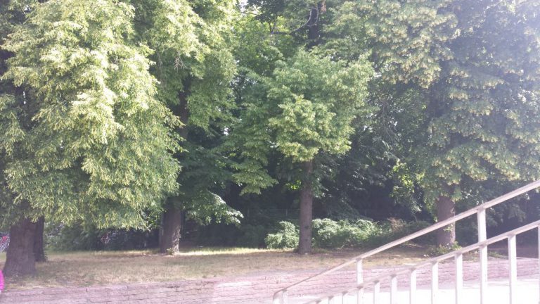 Fünf Linden oder Baumschutz in Mahlsdorf