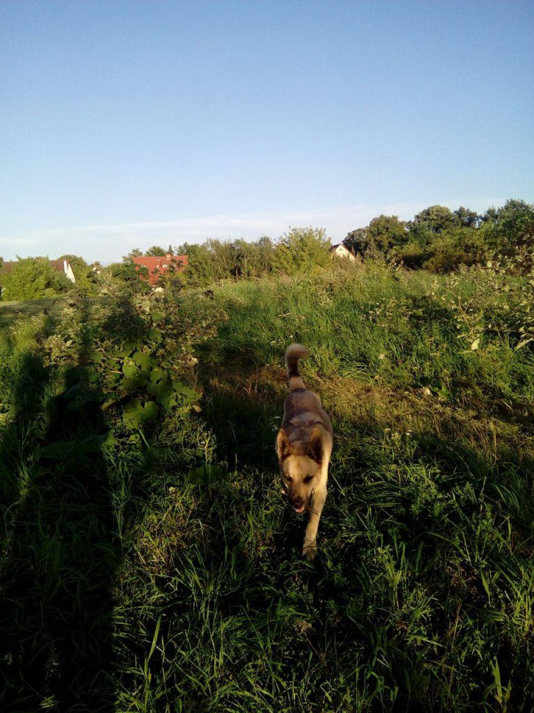 Mehr Hundeauslaufflächen für Marzahn-Hellersdorf