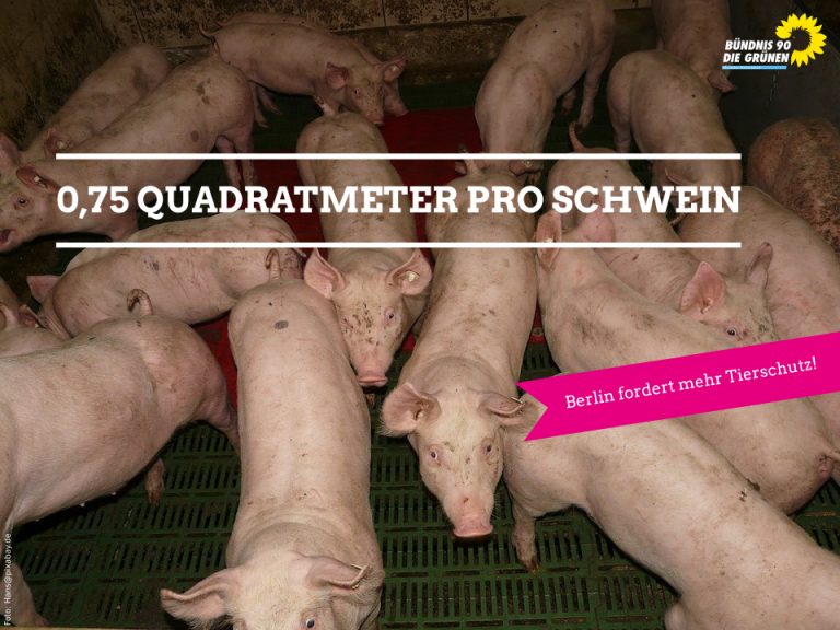 Berlin fordert mehr Tierschutz in deutschen Schweineställen