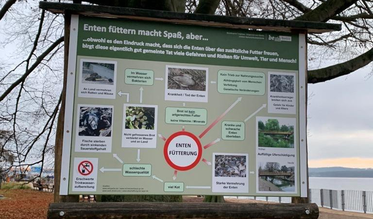 Wildenten füttern ist keine gute Idee