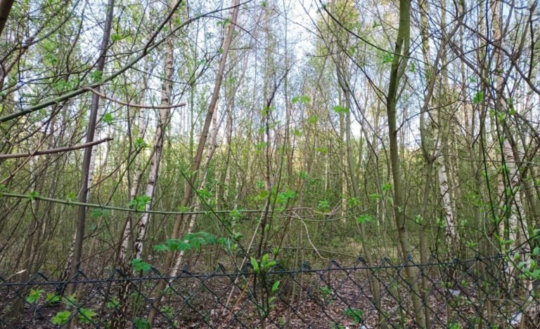 Waldgrundstück in der Langhoffstraße schützen
