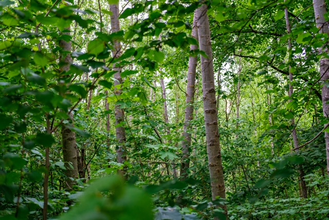 Prüfung ist eindeutig: Grundstück in der Langhoffstraße ist nach dem Gesetz ein Wald