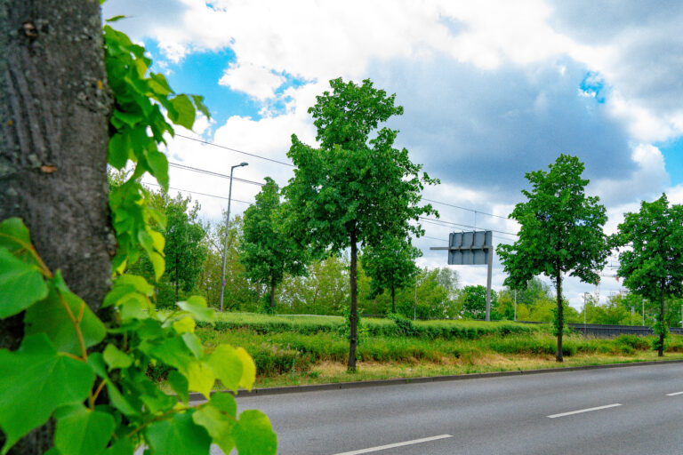Ein Baumsofortprogramm für Marzahn-Hellersdorf