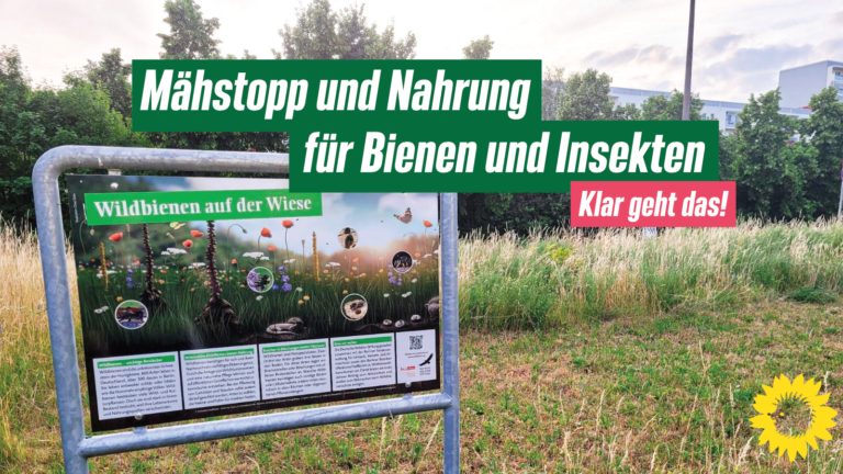 Mähstopp – Nahrung für Bienen und Insekten schützen