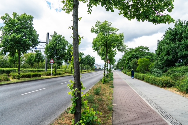 1.000 Bäume-Programm für Marzahn-Hellersdorf