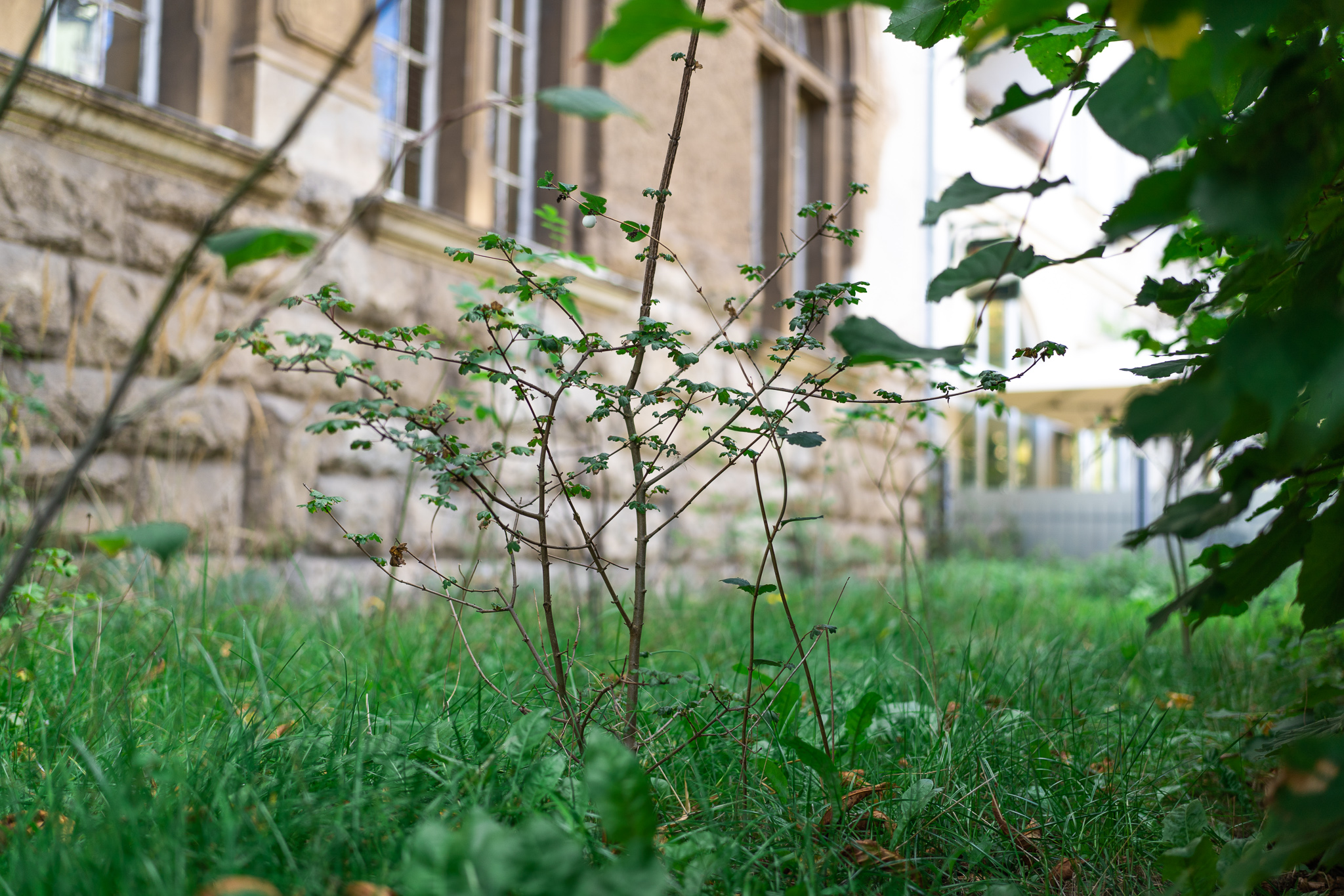 ein kleiner Baum hinter einer Hecke