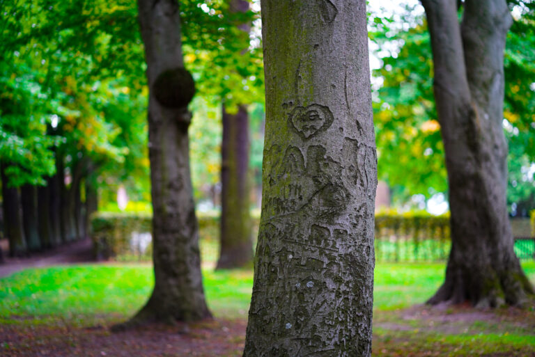 Hinweise auf Schriftzeichen an Bäumen im Schlosspark Biesdorf aufstellen