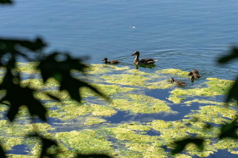 6 Gründe dagegen Enten zu füttern