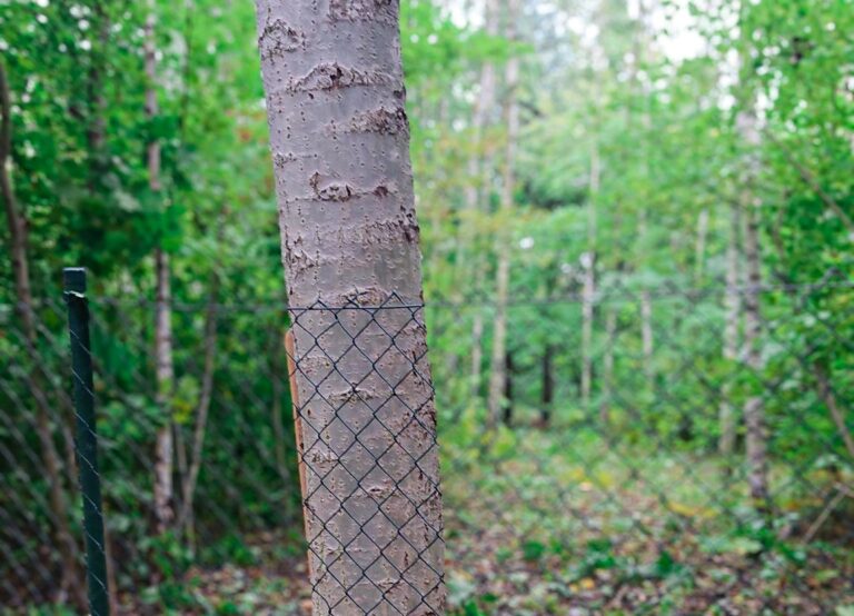 Bündnis 90/Die Grünen kritisieren unangekündigte Schnitt- und Fällarbeiten im Langhoff-Wald