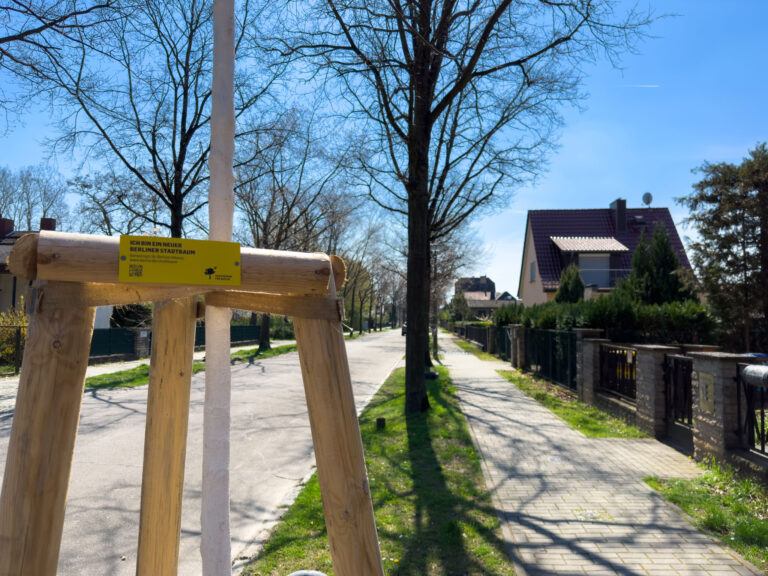 Negativtrend stoppen – Straßenbäume ausreichend nachpflanzen!