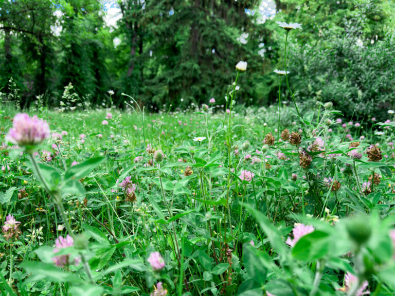 Große Erfolge – Pestizidfreie Kommune, Mehr Mülleimer & Naturgarten
