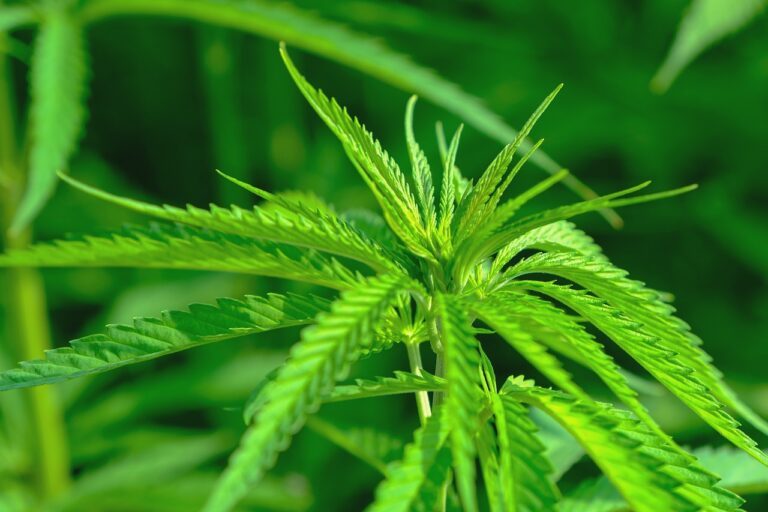 Die Cannabis-Anbauvereine in Marzahn-Hellersdorf werden ausgebremst